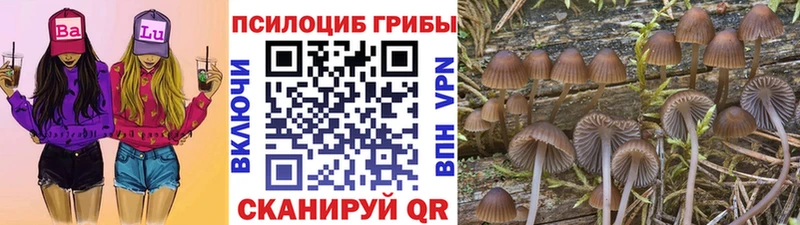 как найти закладки  Магнитогорск  Псилоцибиновые грибы Cubensis 